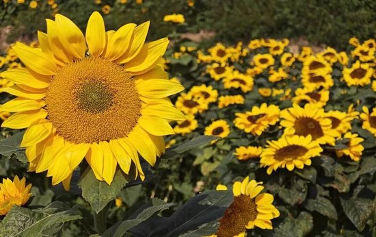 �ٲ�����