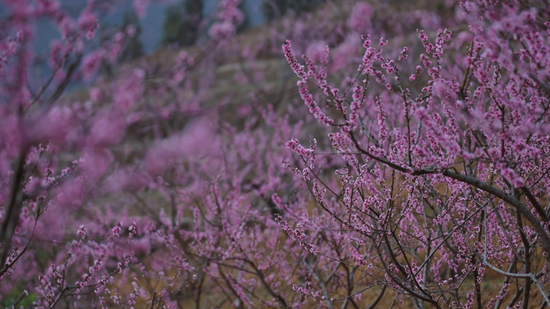 �ٲ�����