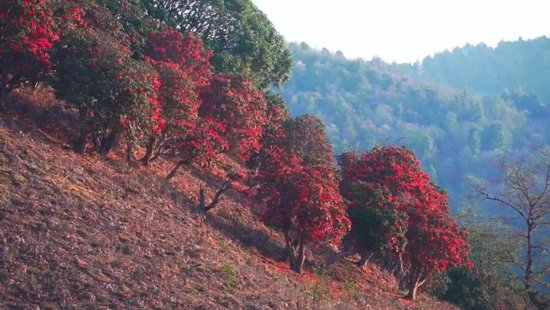 �ٲ�����