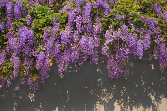 �ٲ�����